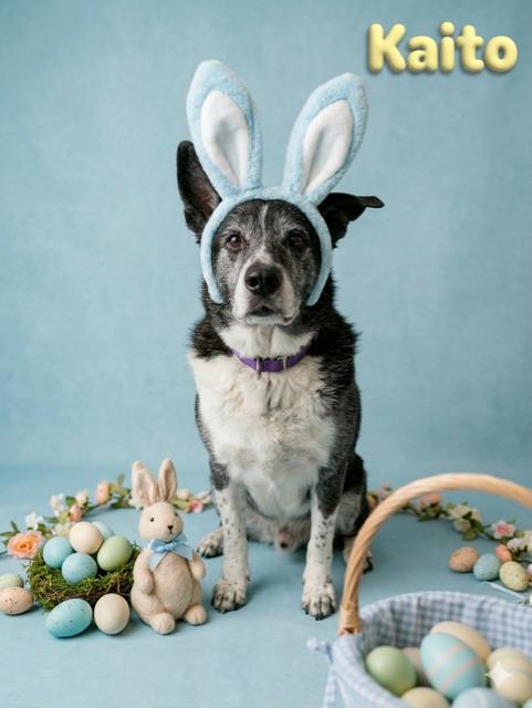 Kaito - Reduced adoption fee (cost of a license), Adoptable, Senior Male Husky & Akita.