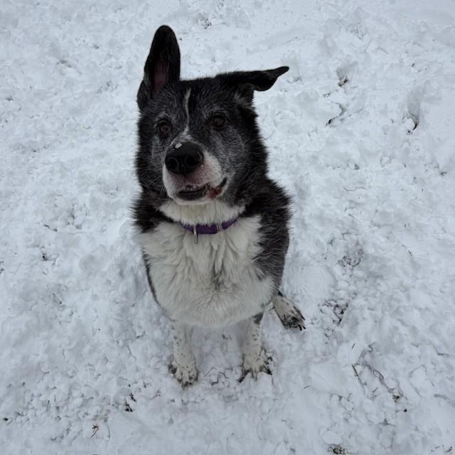 Kaito - Reduced adoption fee (cost of a license), a Adoptable mixed breed in Mississauga, ON image 4/6