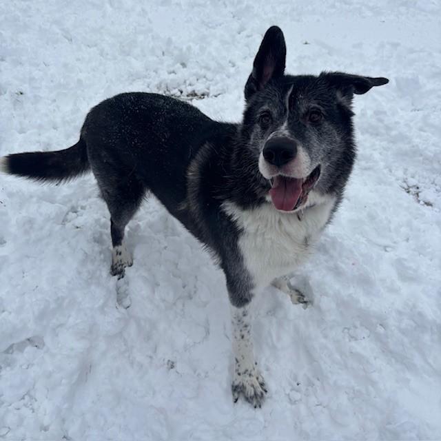 Enlarge Kaito - Reduced Adoption Fee!, a Adoptable mixed breed in Mississauga, ON image 2/3