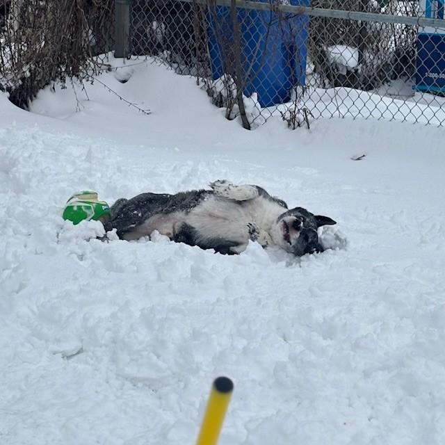 Kaito - Reduced adoption fee (cost of a license), a Adoptable mixed breed in Mississauga, ON image 3/6