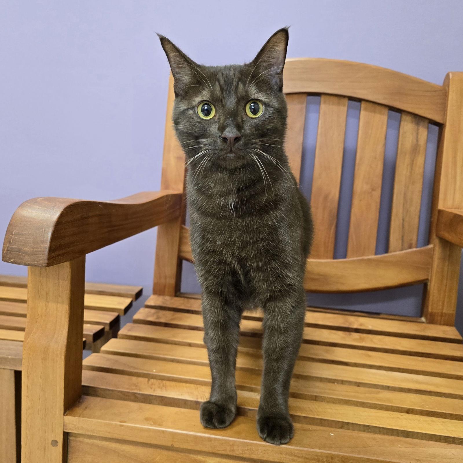 Enlarge Milk, a Adopted Domestic Short Hair in Burlingame, CA image 1/3