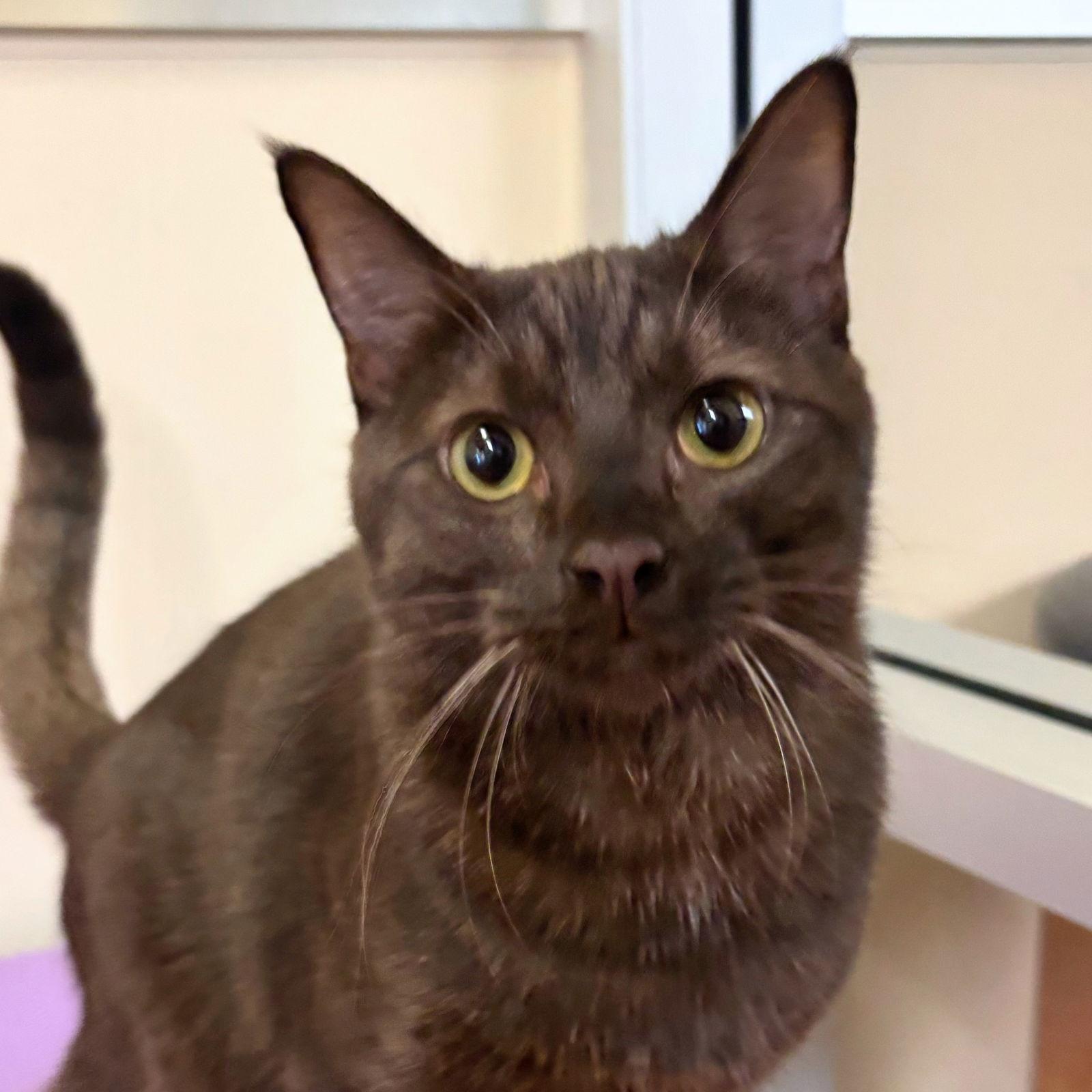 Enlarge Milk, a Adopted Domestic Short Hair in Burlingame, CA image 2/3