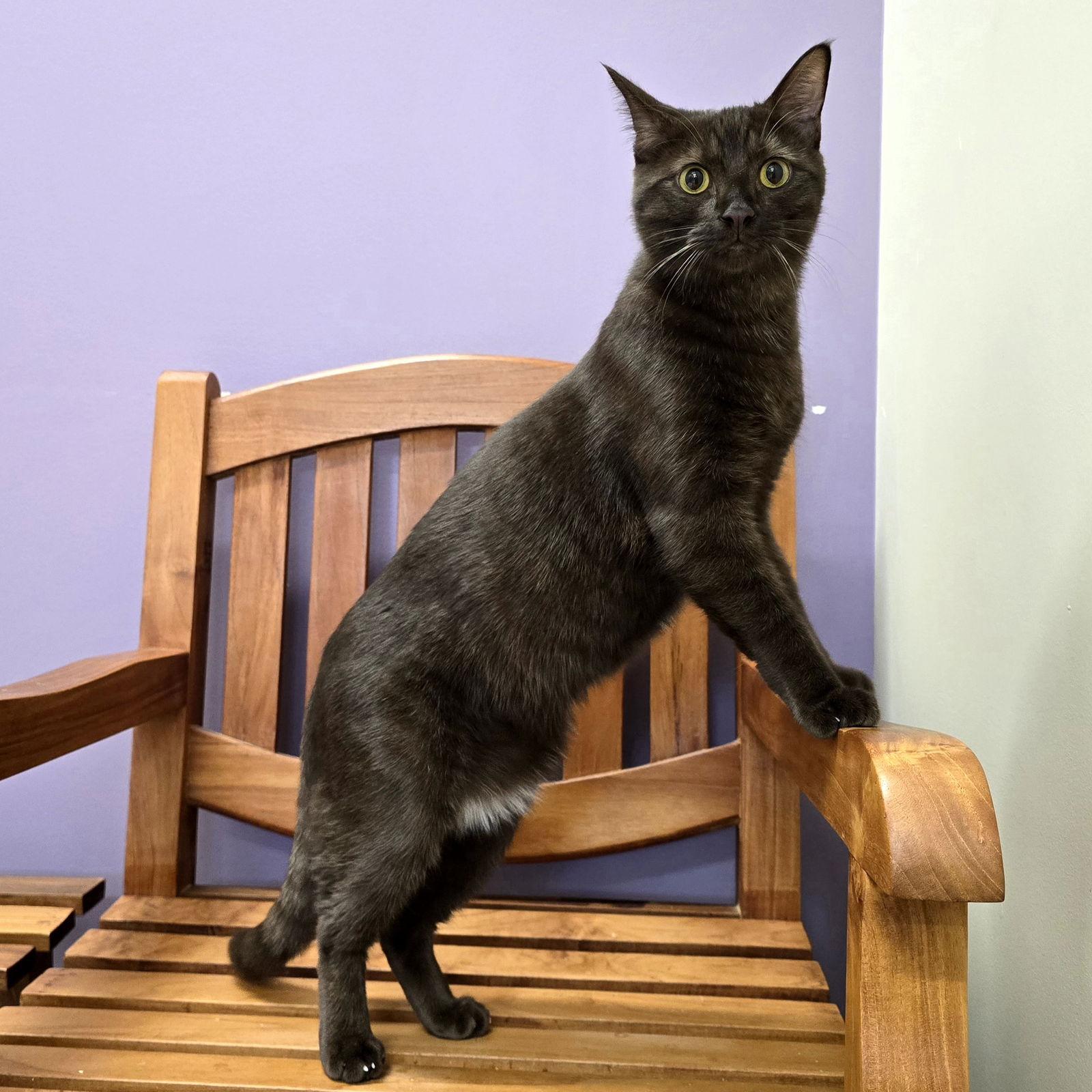 Enlarge Milk, a Adopted Domestic Short Hair in Burlingame, CA image 3/3