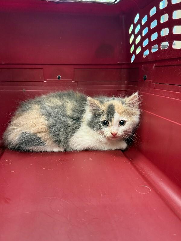 Enlarge Mochi, a Adoptable mixed breed in Disputanta, VA image 1/1