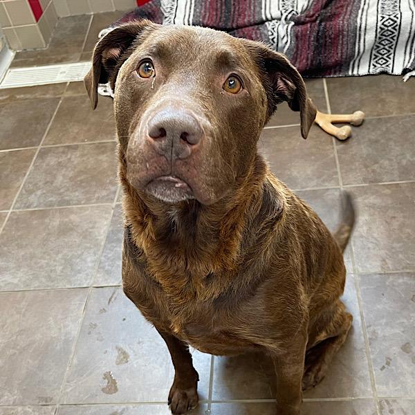 Enlarge Roy, a Adoptable mixed breed in Des Moines, IA image 1/2