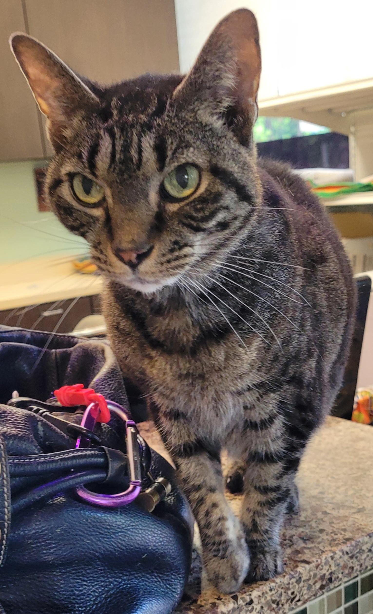 Shabby Tabby 4