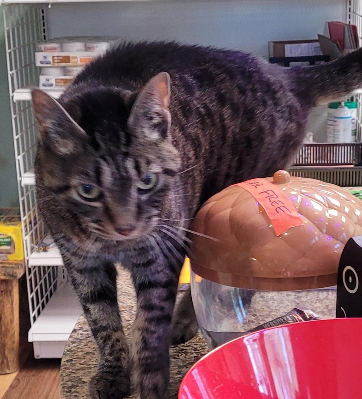 Shabby Tabby, a Adoptable mixed breed in Lawrenceville, GA image 2/6