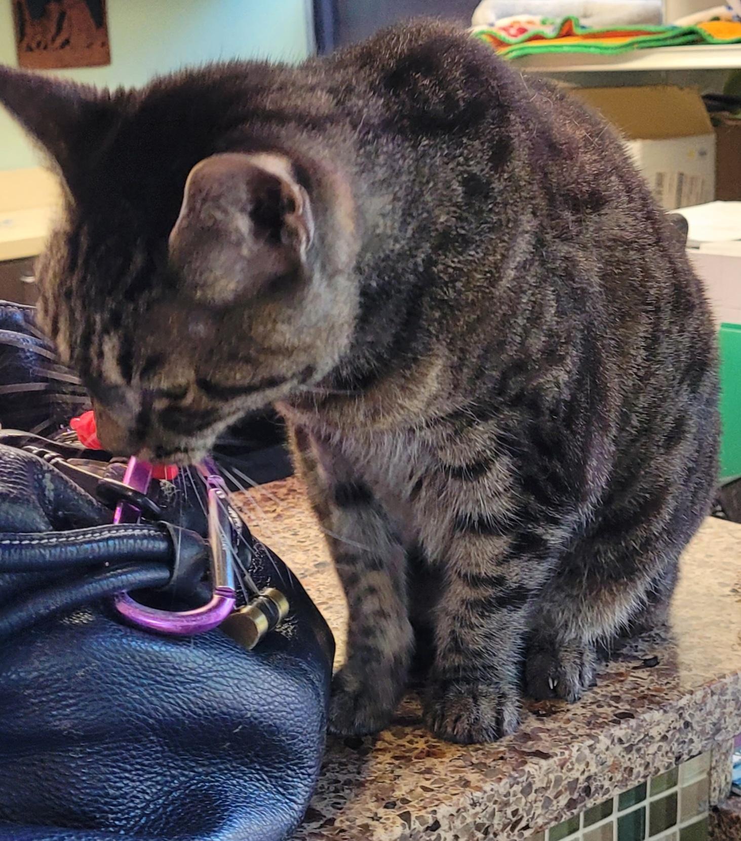 Shabby Tabby 3