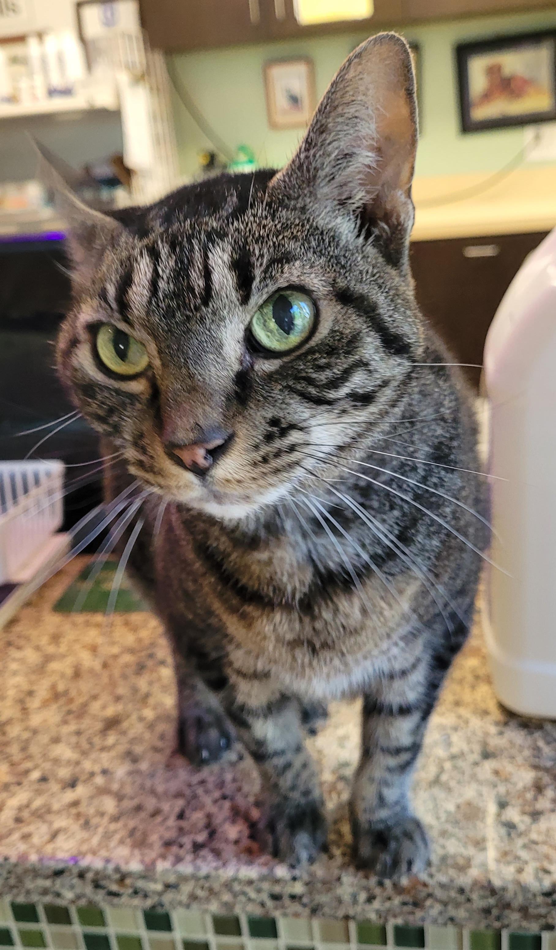 Shabby Tabby, a Adoptable mixed breed in Lawrenceville, GA image 4/6