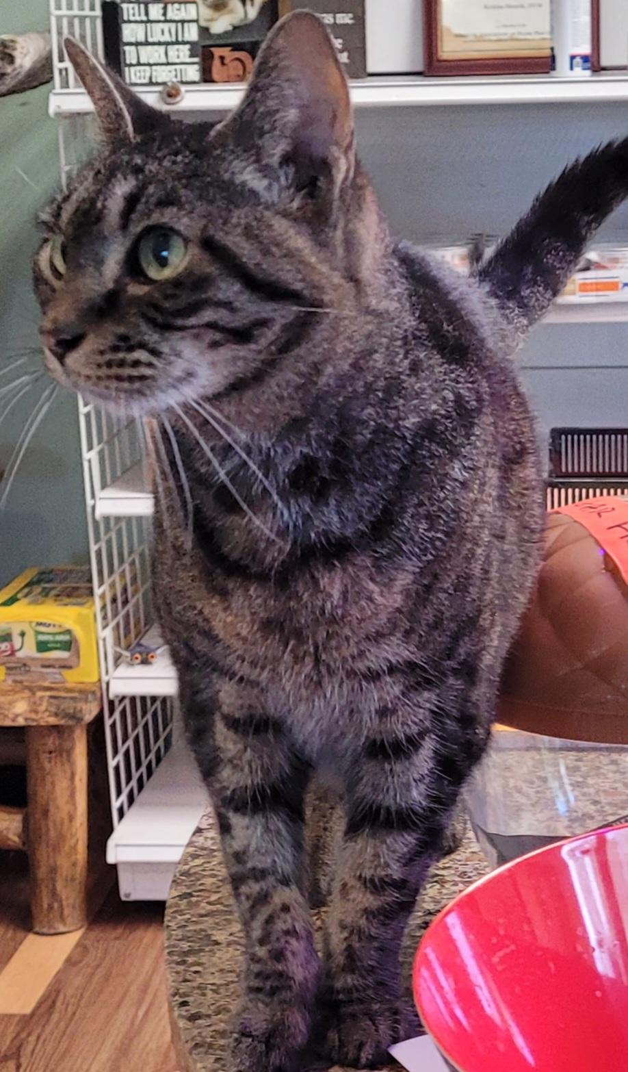 Shabby Tabby