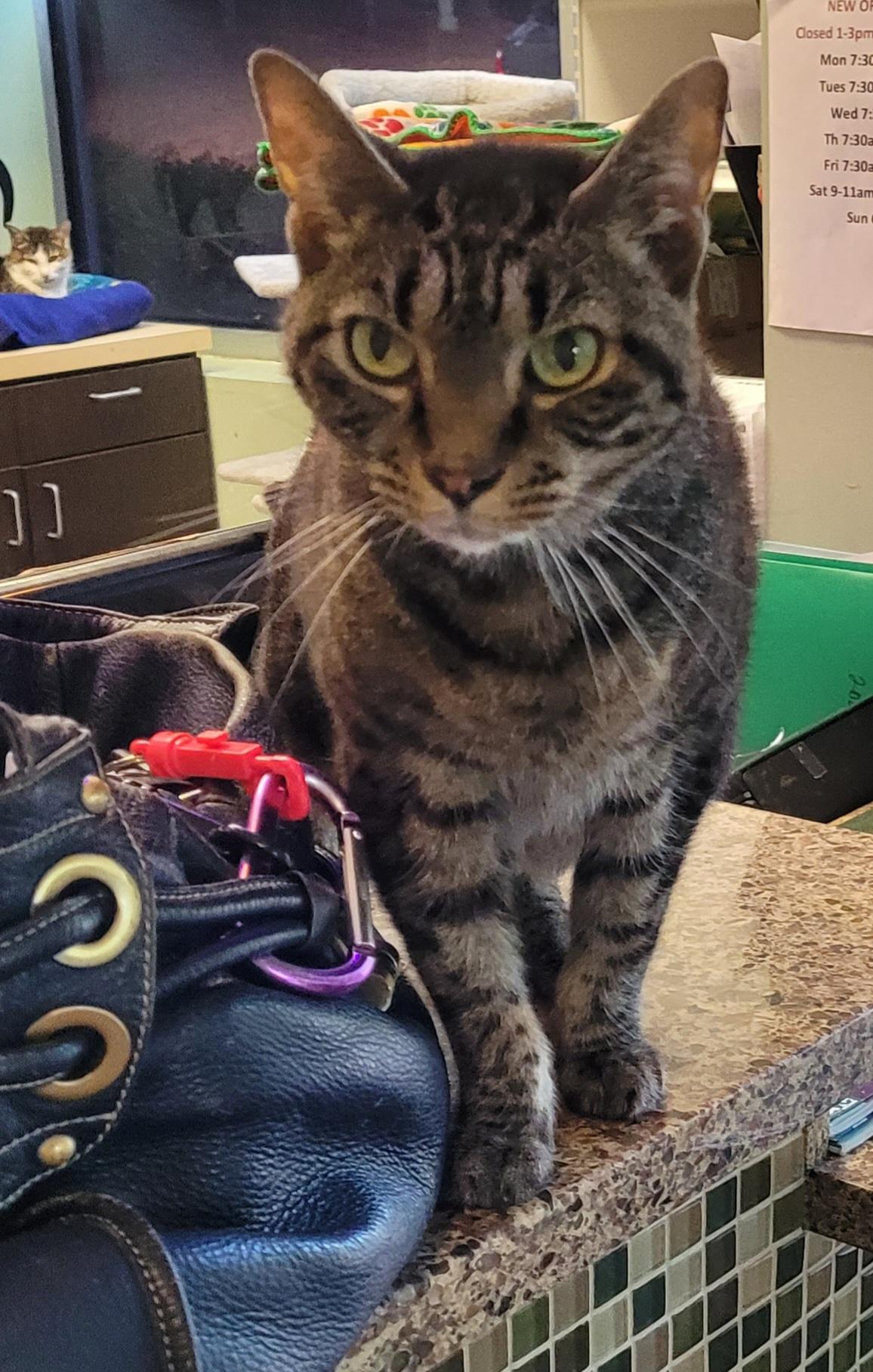 Shabby Tabby 2