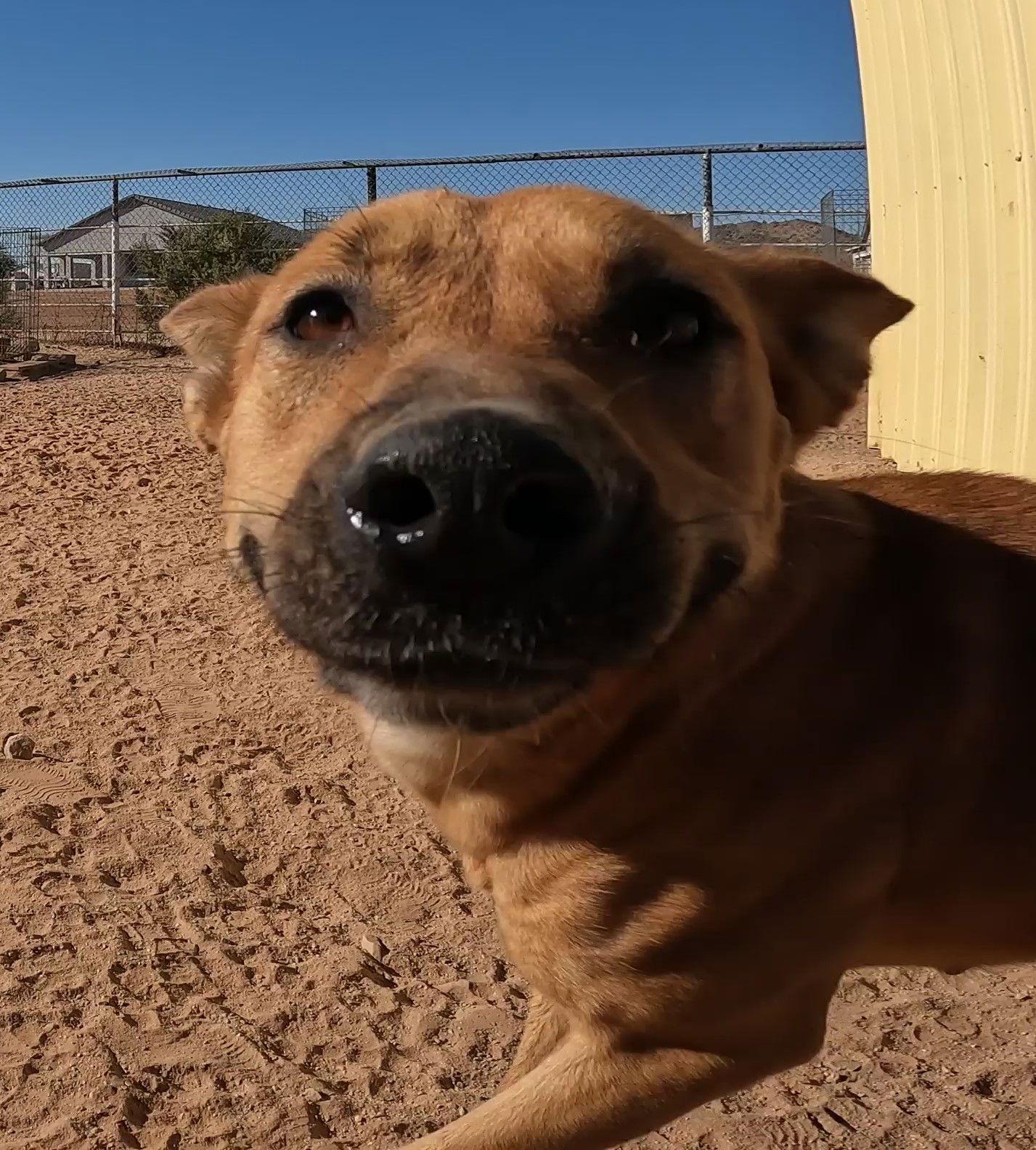 Enlarge Alexi, a Adoptable Shepherd in Queen Creek, AZ image 1/3