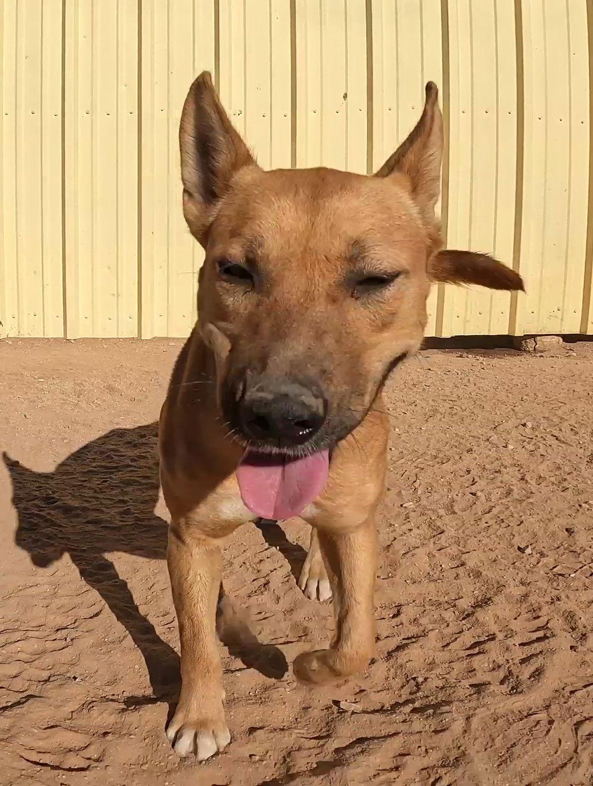 Enlarge Alexi, a Adoptable Shepherd in Queen Creek, AZ image 2/3