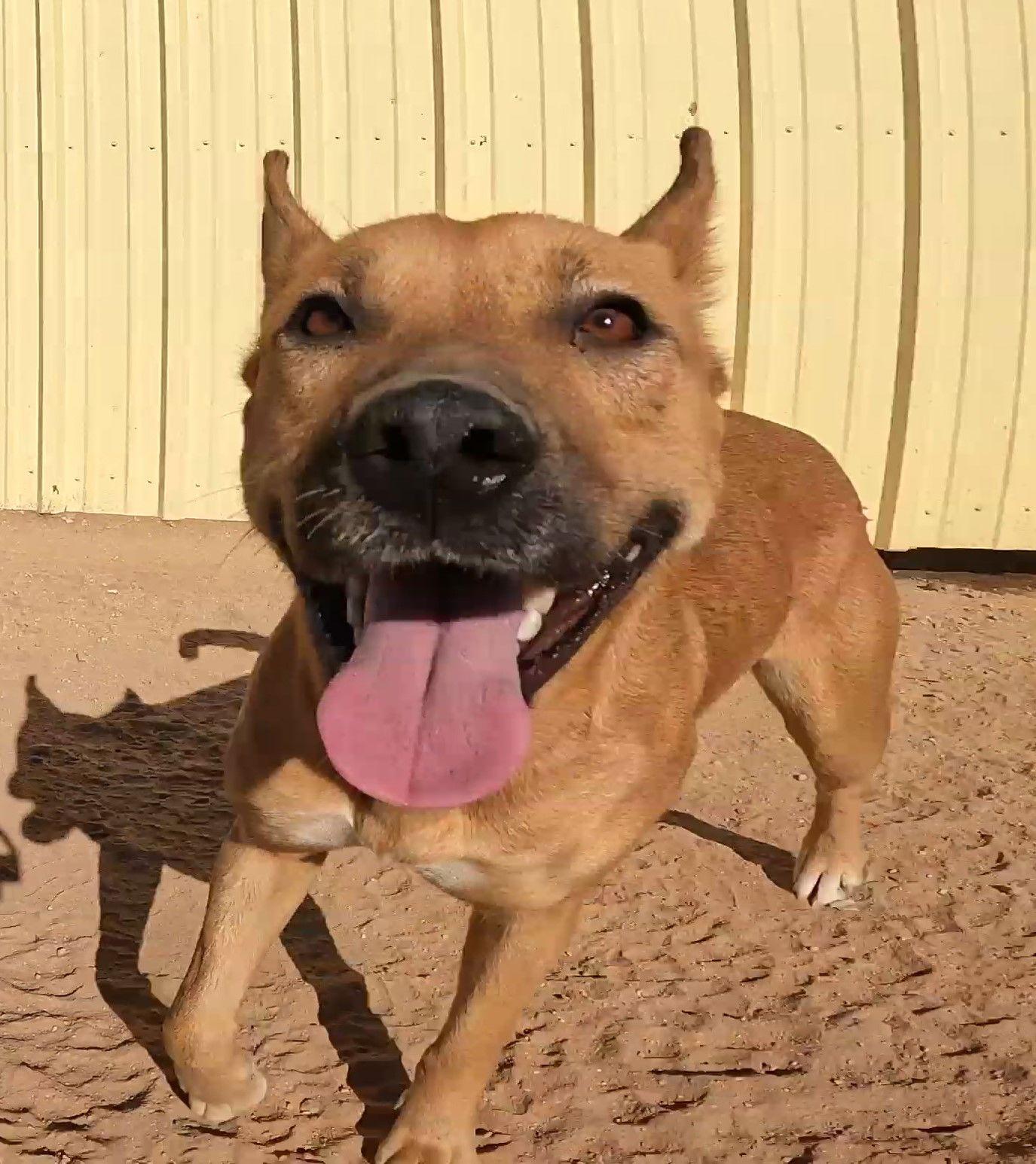 Enlarge Alexi, a Adoptable Shepherd in Queen Creek, AZ image 3/3