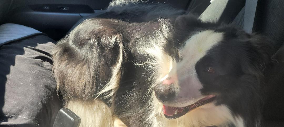 Enlarge RUGER - COURTESY LISING, a ADOPTABLE Border Collie in Pittsboro, NC image 1/6