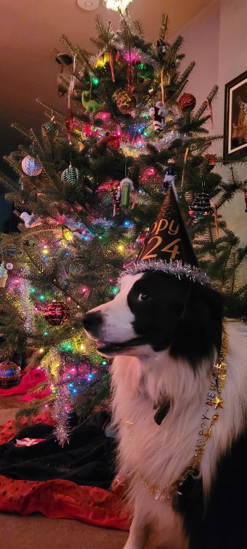 Enlarge RUGER - COURTESY LISING, a ADOPTABLE Border Collie in Pittsboro, NC image 2/6