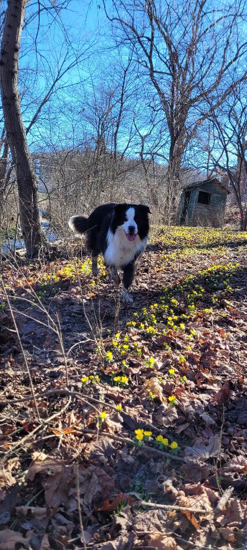 Enlarge RUGER - COURTESY LISING, a ADOPTABLE Border Collie in Pittsboro, NC image 3/6