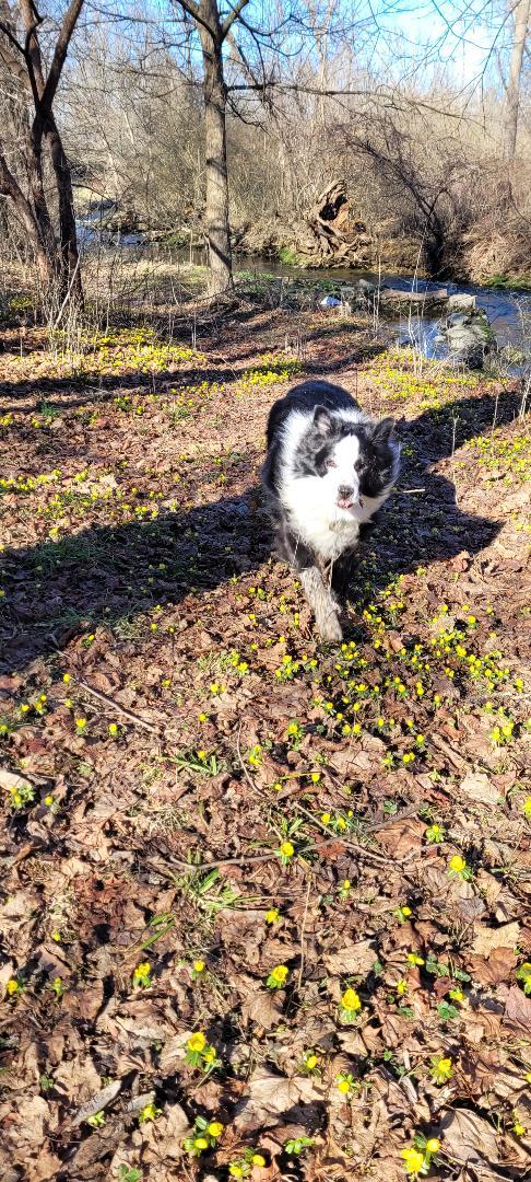 Enlarge RUGER - COURTESY LISING, a ADOPTABLE Border Collie in Pittsboro, NC image 4/6