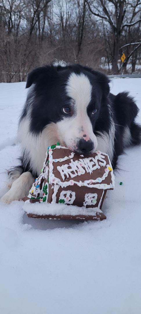 RUGER - COURTESY LISING, ADOPTABLE, Adult Male Border Collie.