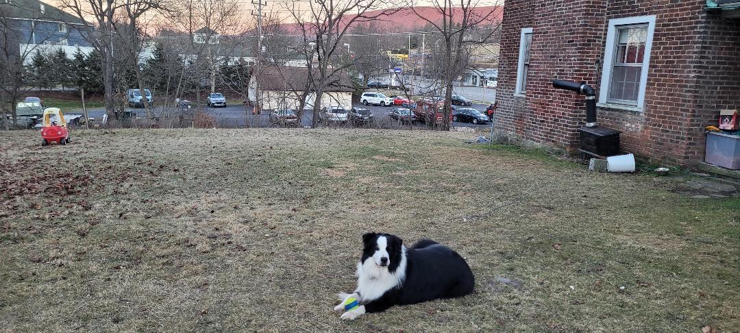 Enlarge RUGER - COURTESY LISING, a ADOPTABLE Border Collie in Pittsboro, NC image 6/6