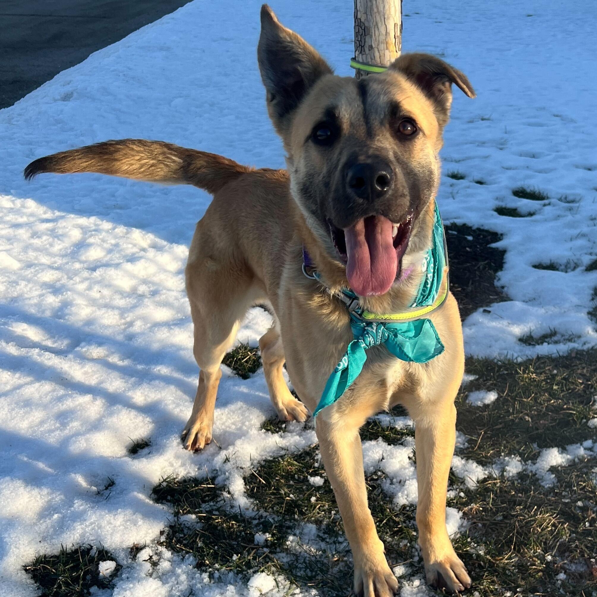 Enlarge Reggie, a ADOPTABLE Mixed Breed in Canal Winchester, OH image 2/5