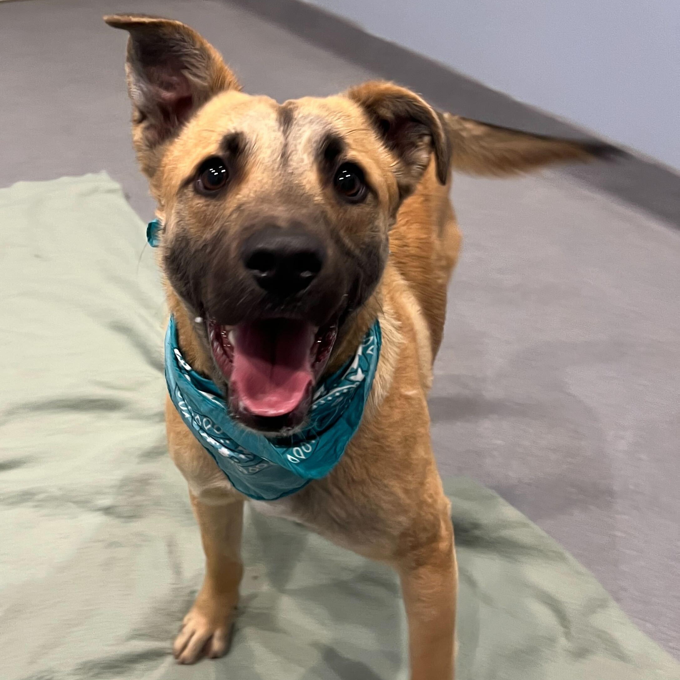 Enlarge Reggie, a ADOPTABLE Mixed Breed in Canal Winchester, OH image 5/5