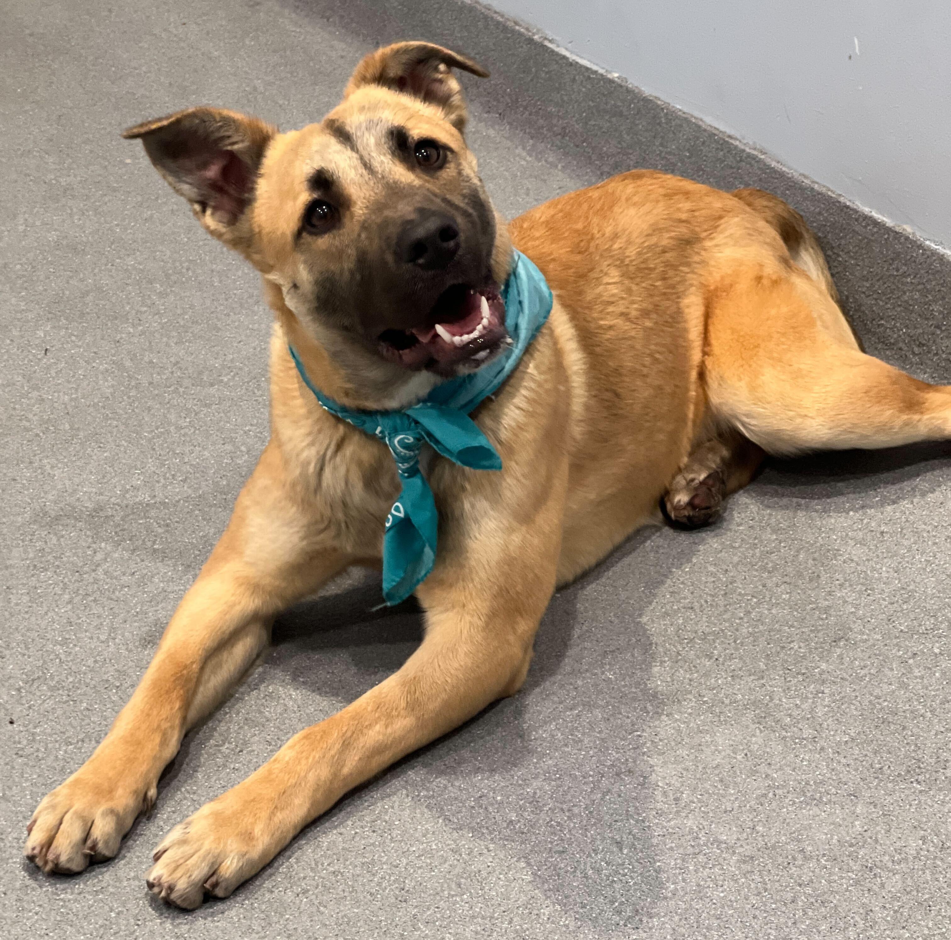 Reggie, ADOPTABLE, Young Male Mixed Breed.