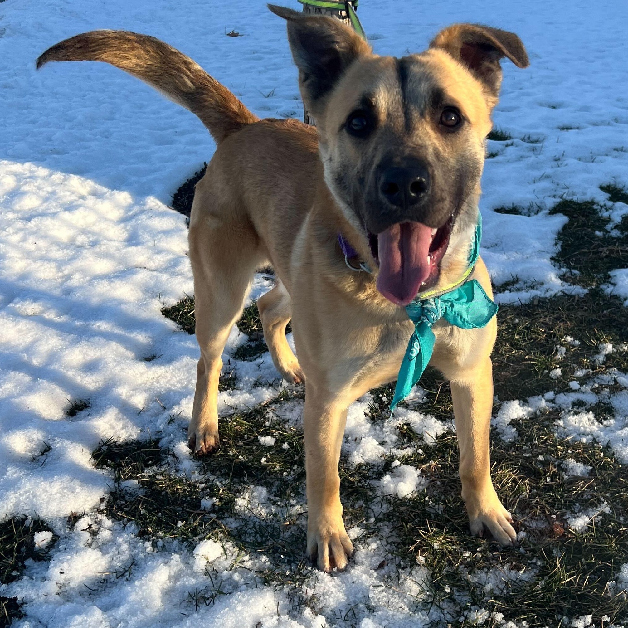 Enlarge Reggie, a ADOPTABLE Mixed Breed in Canal Winchester, OH image 3/5
