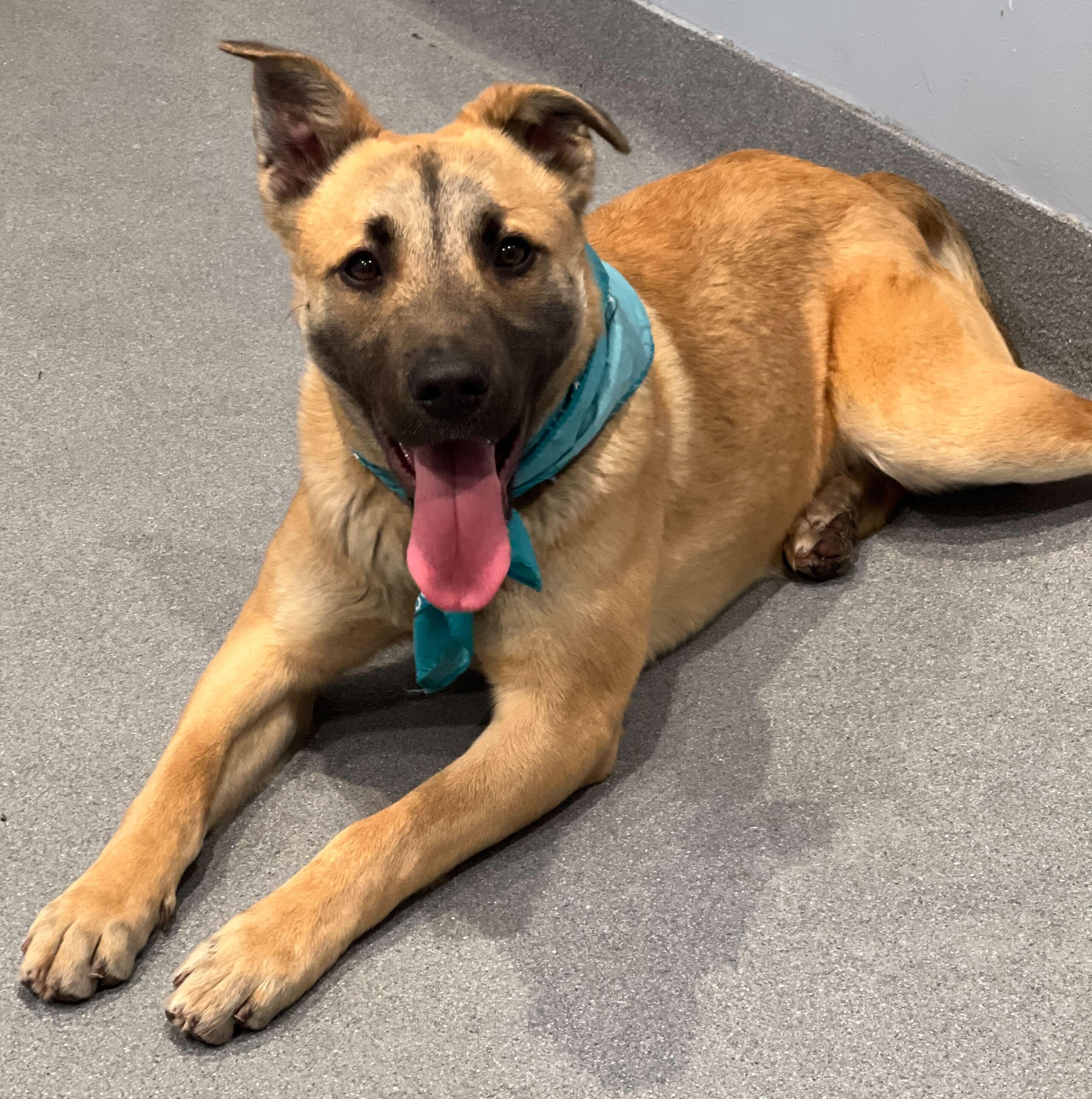 Enlarge Reggie, a ADOPTABLE Mixed Breed in Canal Winchester, OH image 4/5