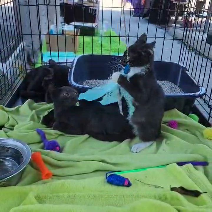 Enlarge Mickey, a ADOPTABLE mixed breed in Long Beach, CA video 3/3