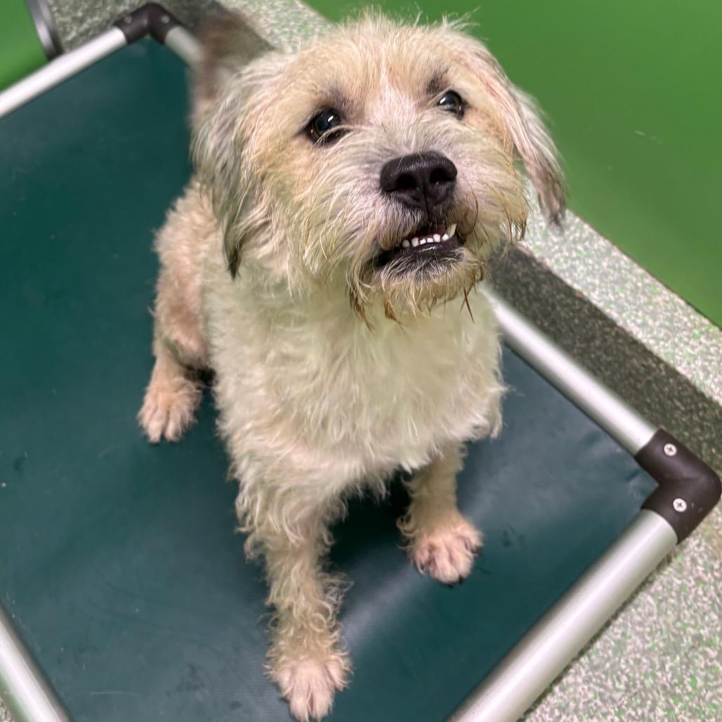 Sunny, Adoptable, Adult Male Terrier & Wheaten Terrier.