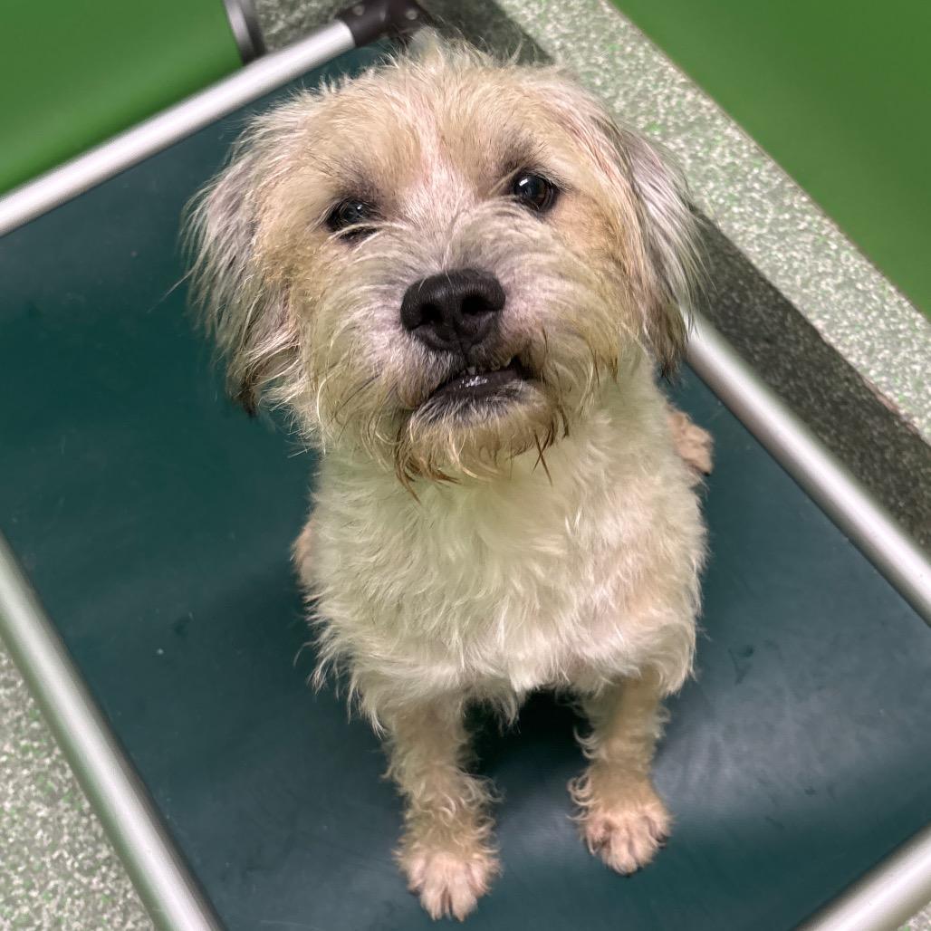 Enlarge Sunny, a Adoptable mixed breed in Calverton, NY image 2/2