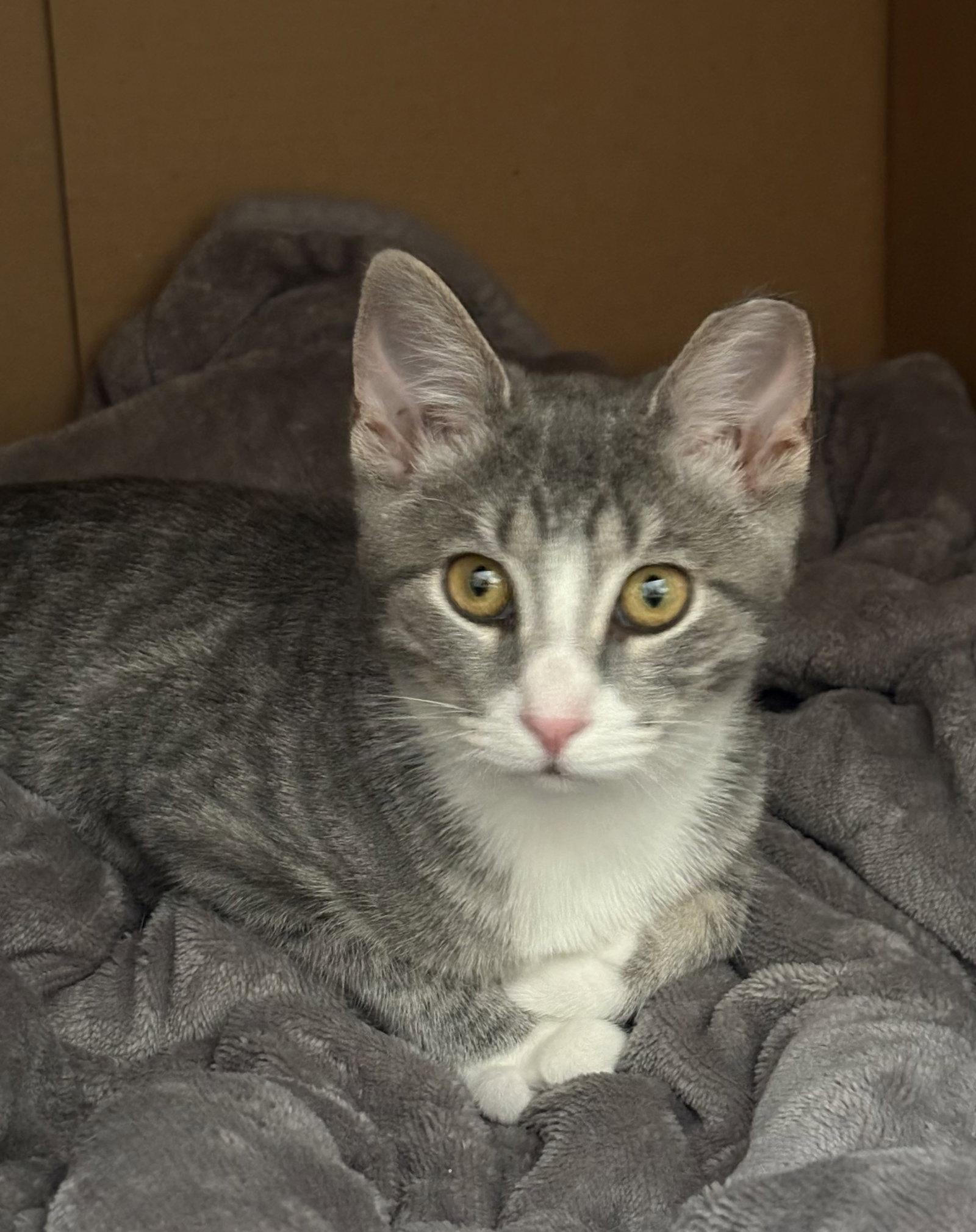 Enlarge Pinky 26, a Adoptable Domestic Short Hair in Broomall, PA image 1/2