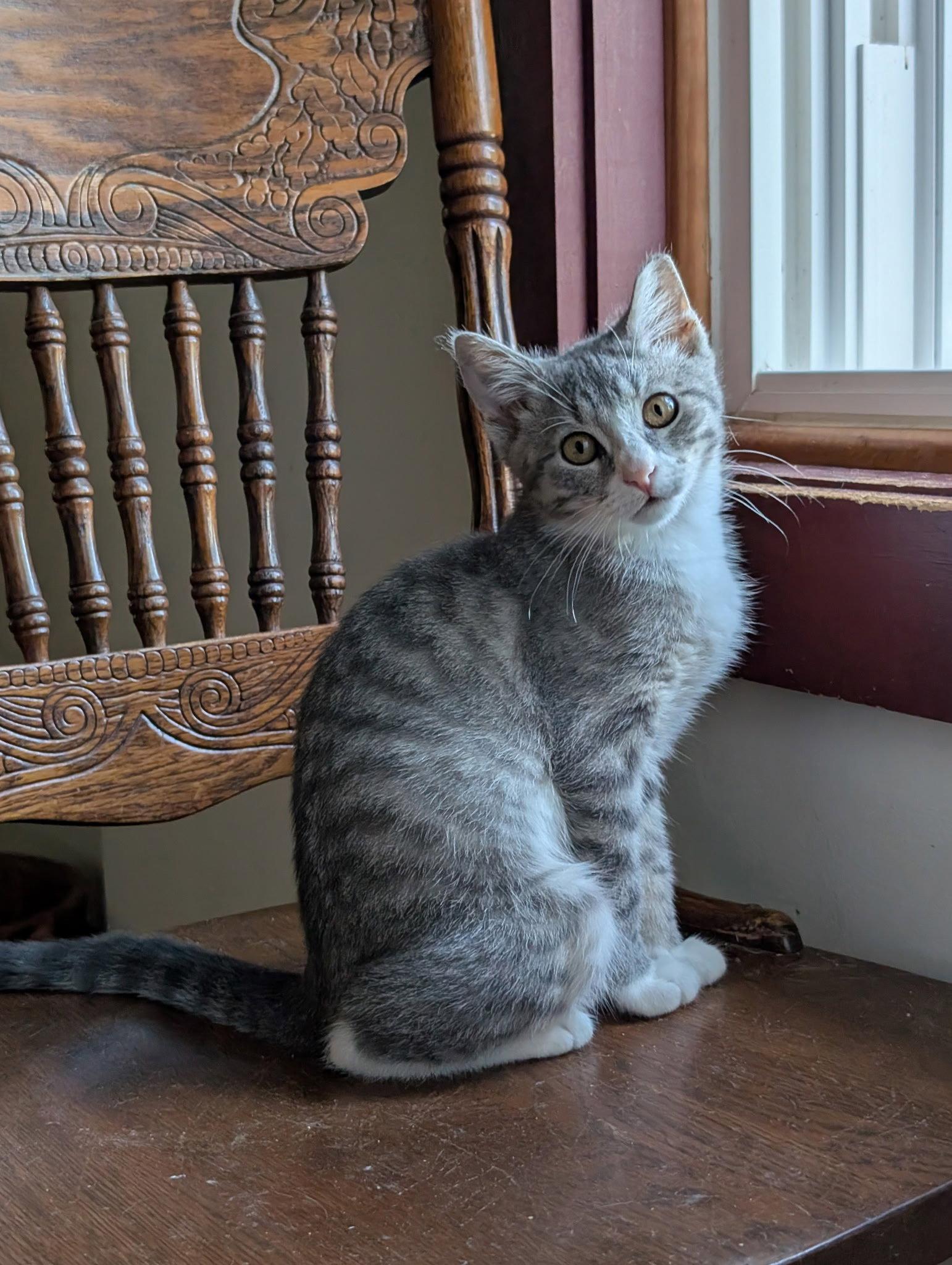 Enlarge Pinky 26, a Adoptable Domestic Short Hair in Broomall, PA image 2/2