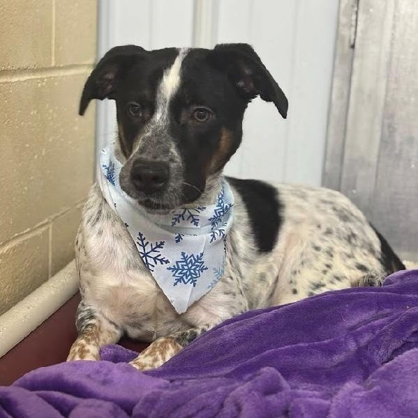 Enlarge GINNY, a Adoptable mixed breed in Louisville, KY image 1/1