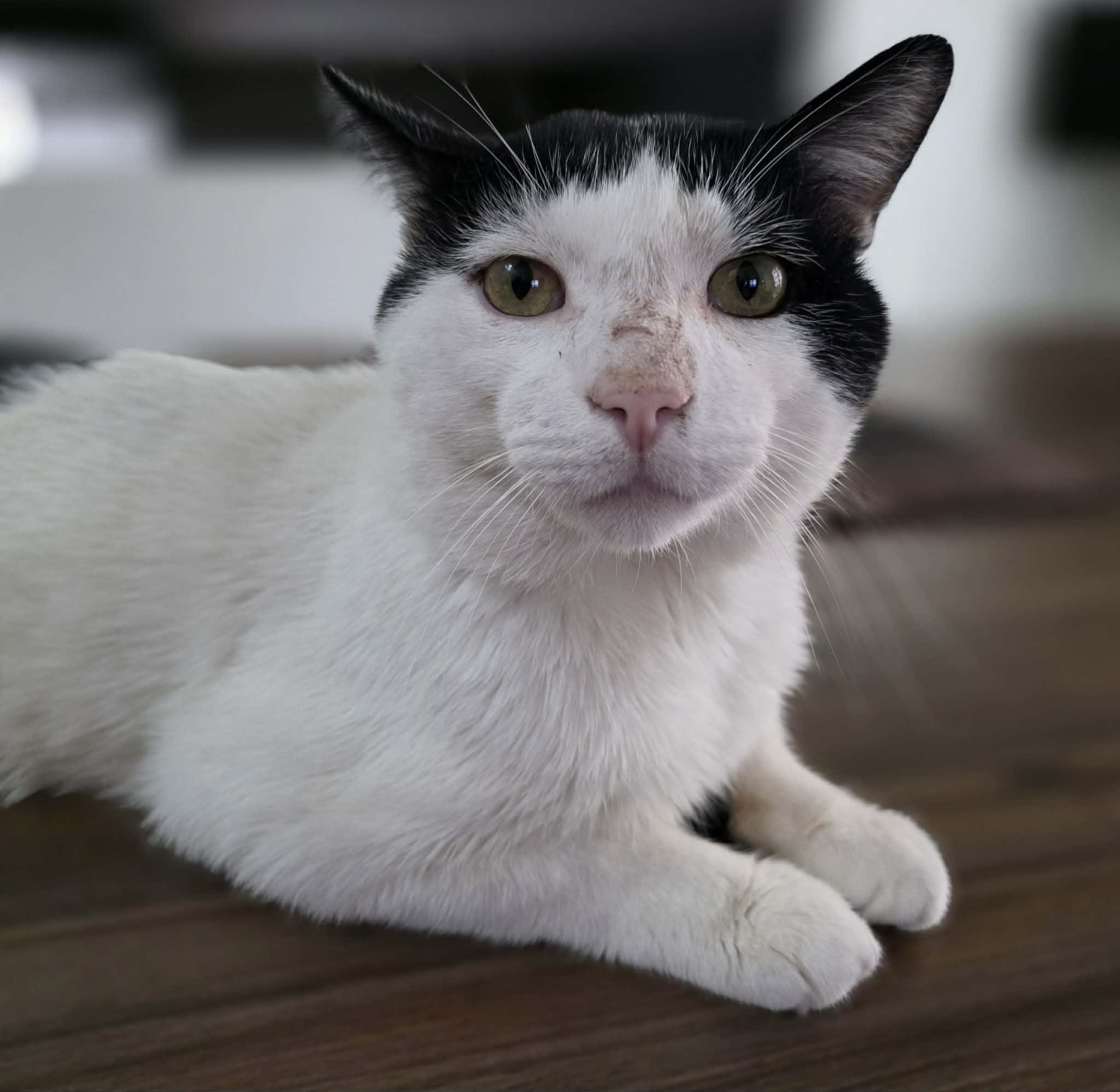 Artax, adopted, Adult Male Domestic Short Hair.