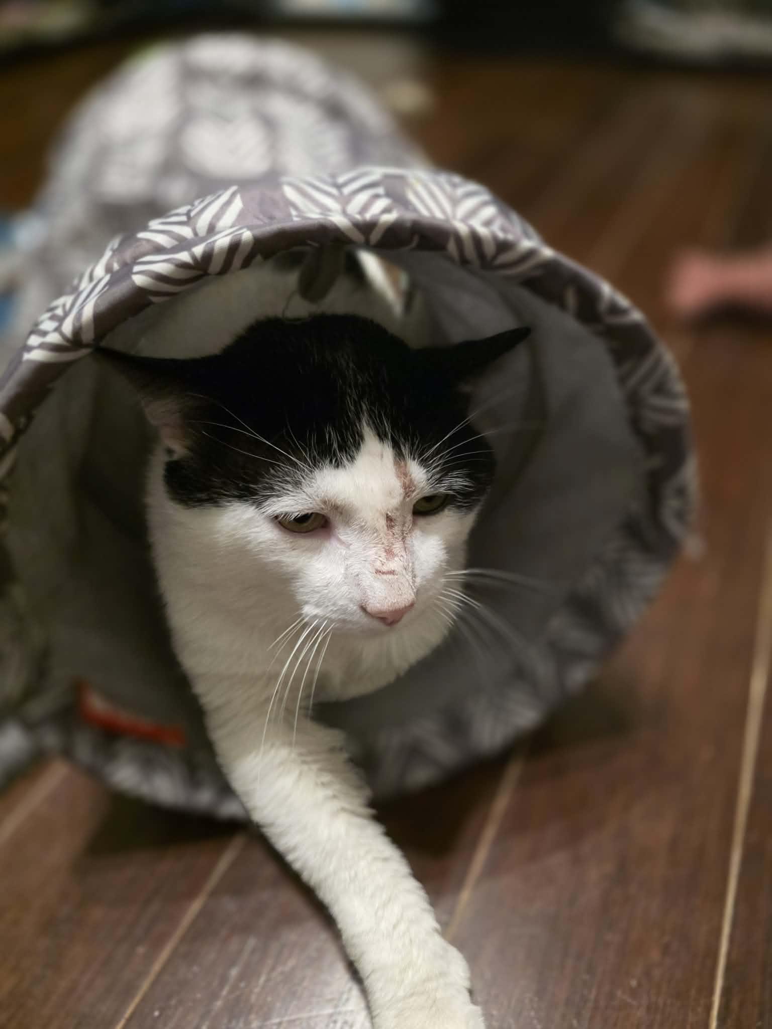 Enlarge Artax, an adopted Domestic Short Hair in Terrebonne, QC image 5/6