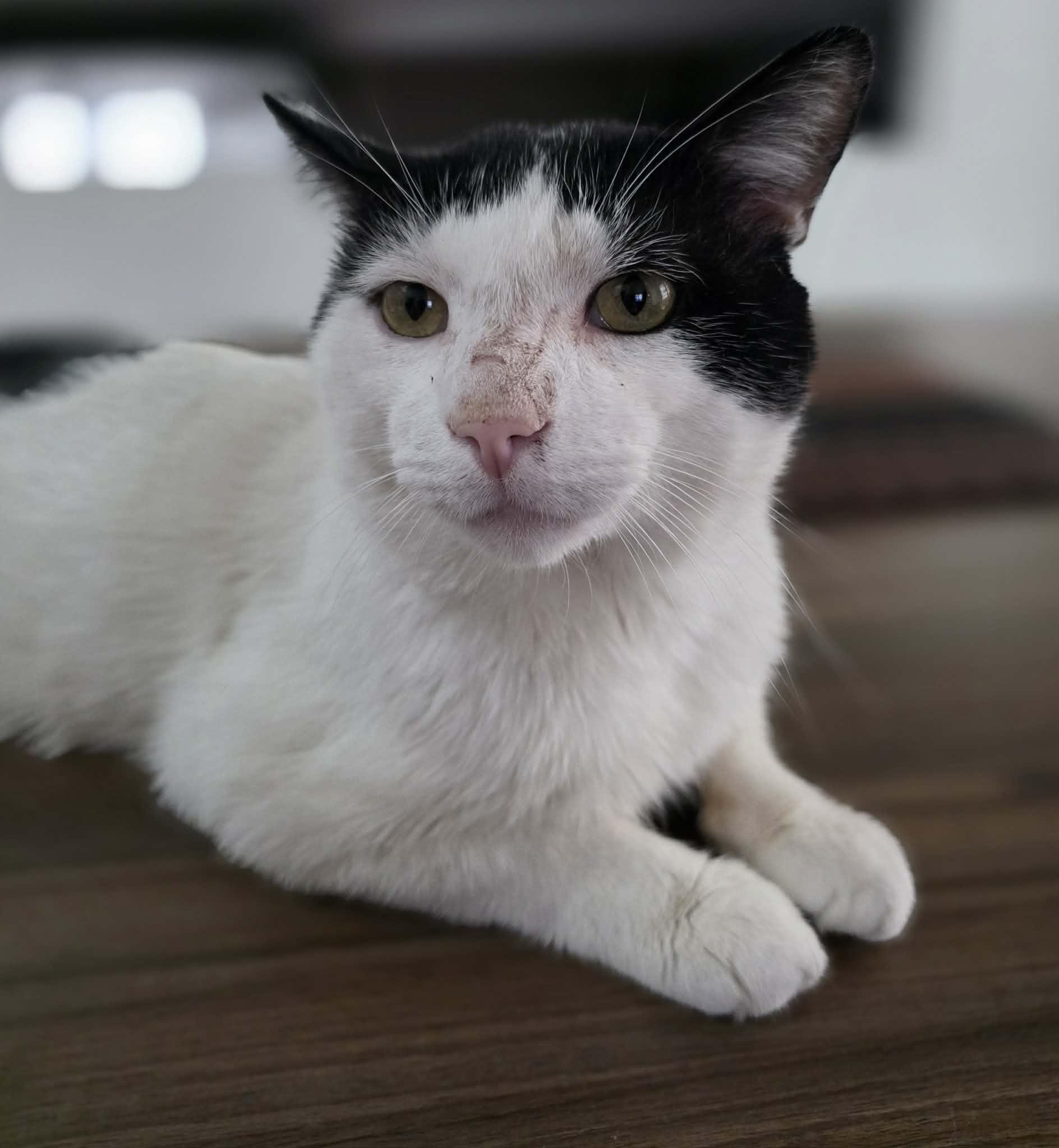 Enlarge Artax, an adopted Domestic Short Hair in Terrebonne, QC image 3/6