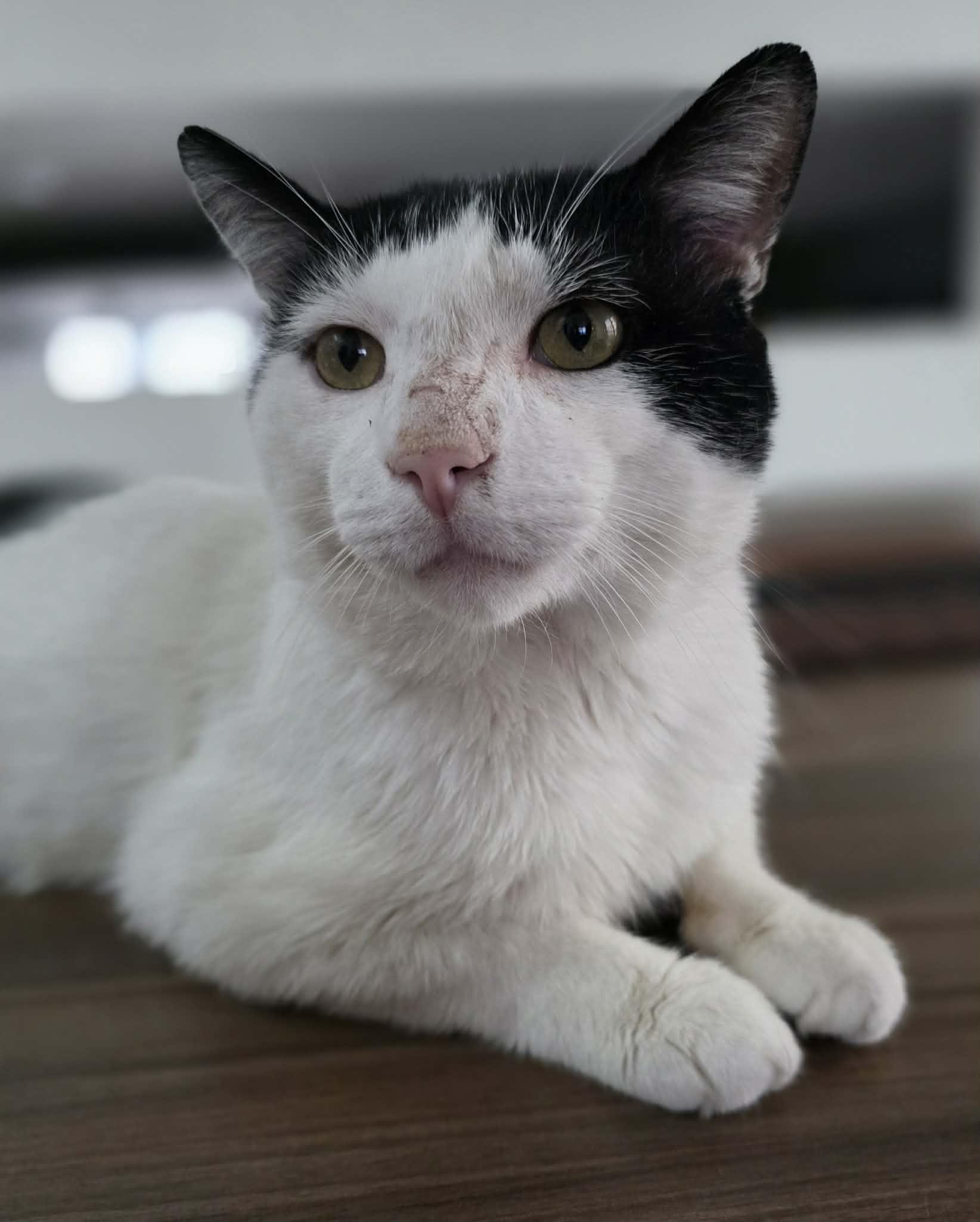 Enlarge Artax, an adopted Domestic Short Hair in Terrebonne, QC image 2/6