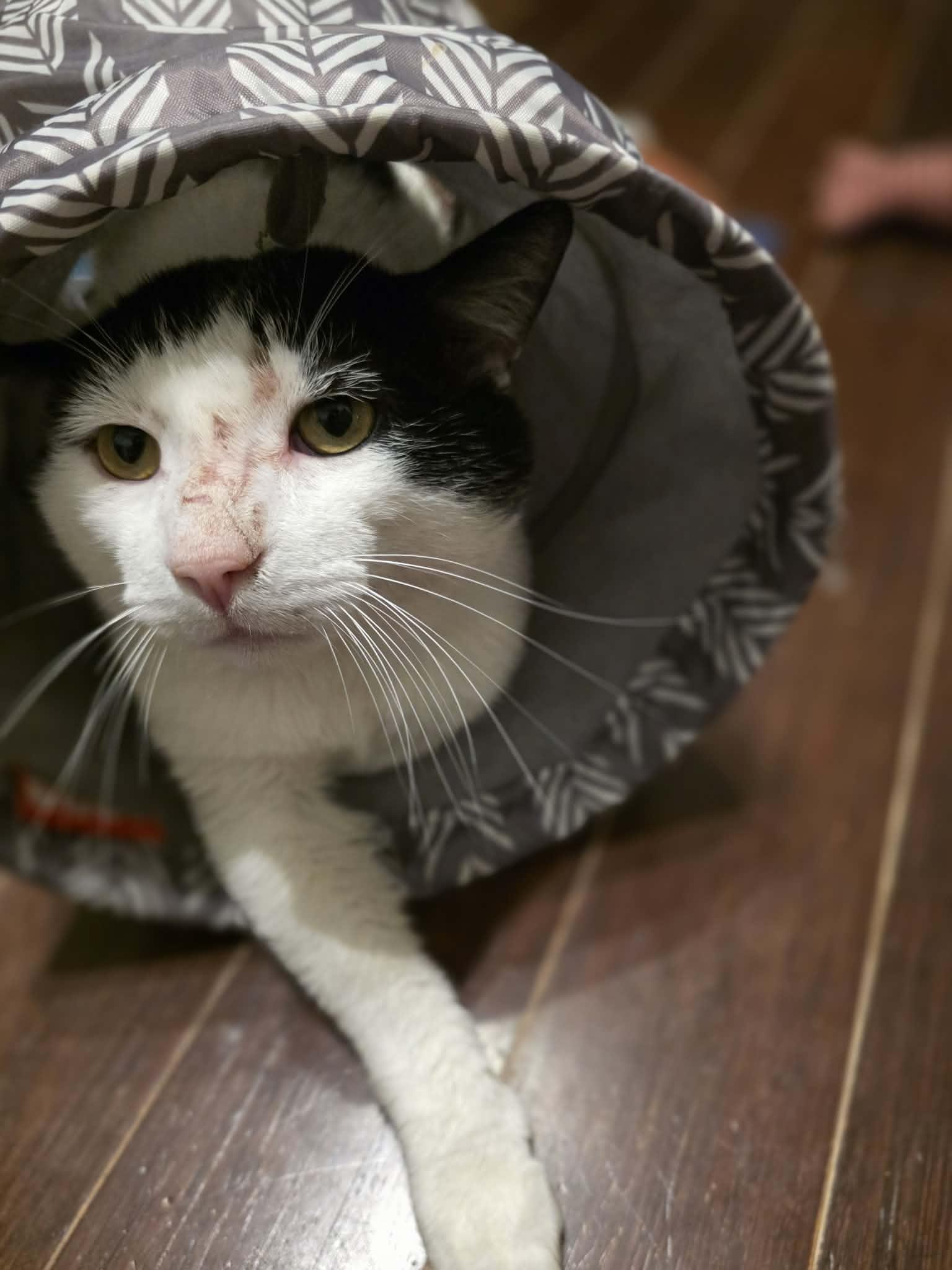 Enlarge Artax, an adopted Domestic Short Hair in Terrebonne, QC image 6/6