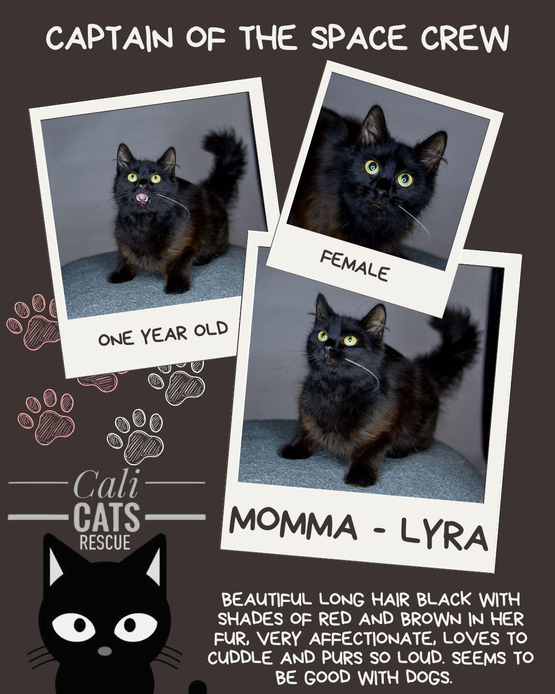 Lyra, Adoptable, Young Female Domestic Long Hair.