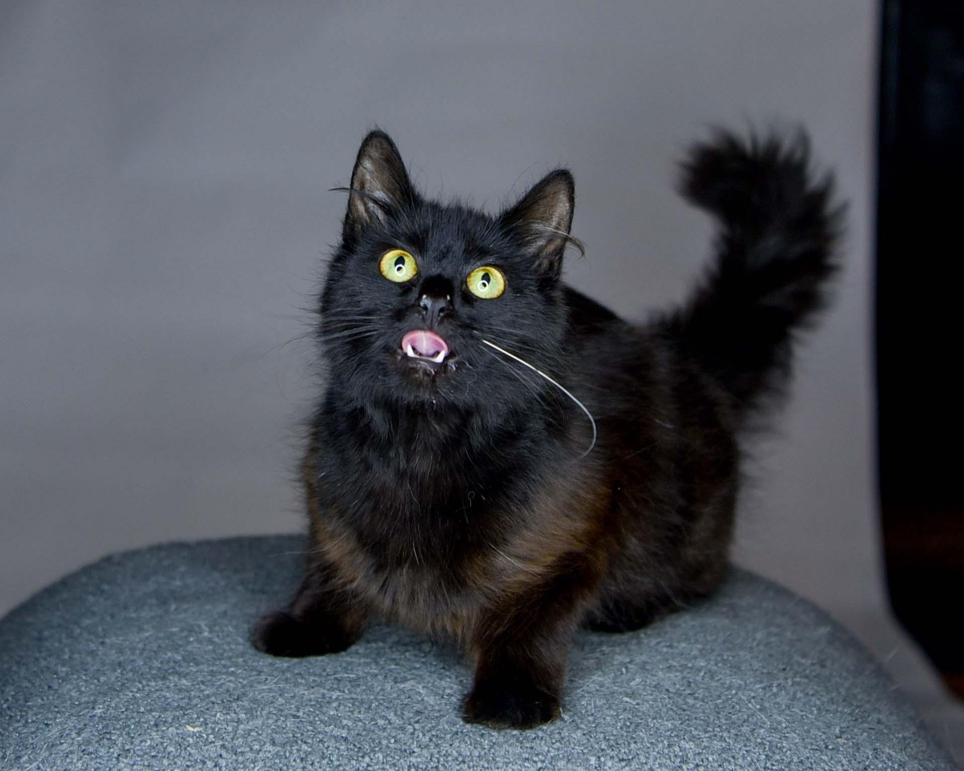 Lyra, a Adoptable Domestic Long Hair in Bethel Park, PA image 2/2