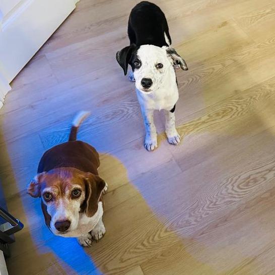 Vodka, a Adoptable mixed breed in Raleigh, NC image 2/6