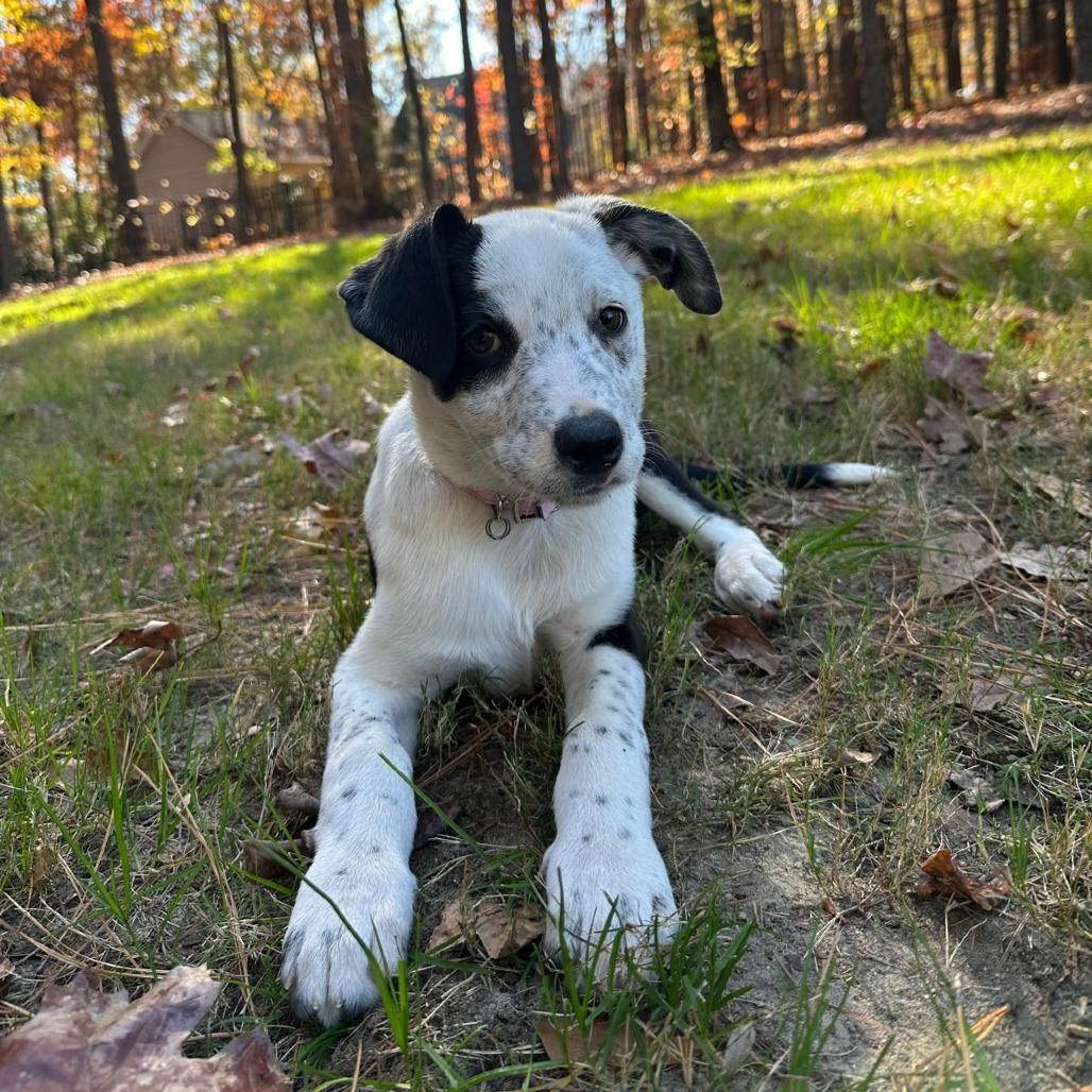 Vodka, a Adoptable mixed breed in Raleigh, NC image 3/6