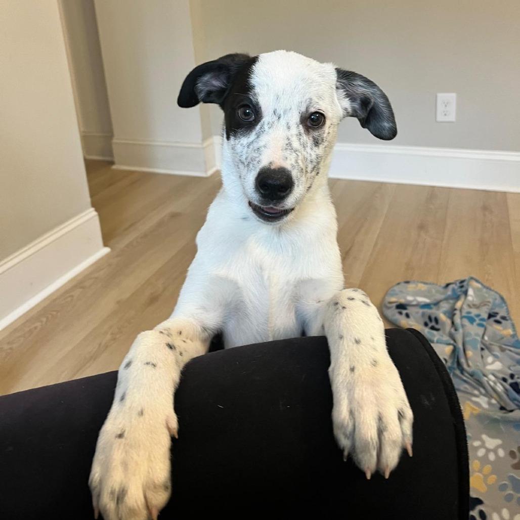 Vodka, a Adoptable mixed breed in Raleigh, NC image 5/6