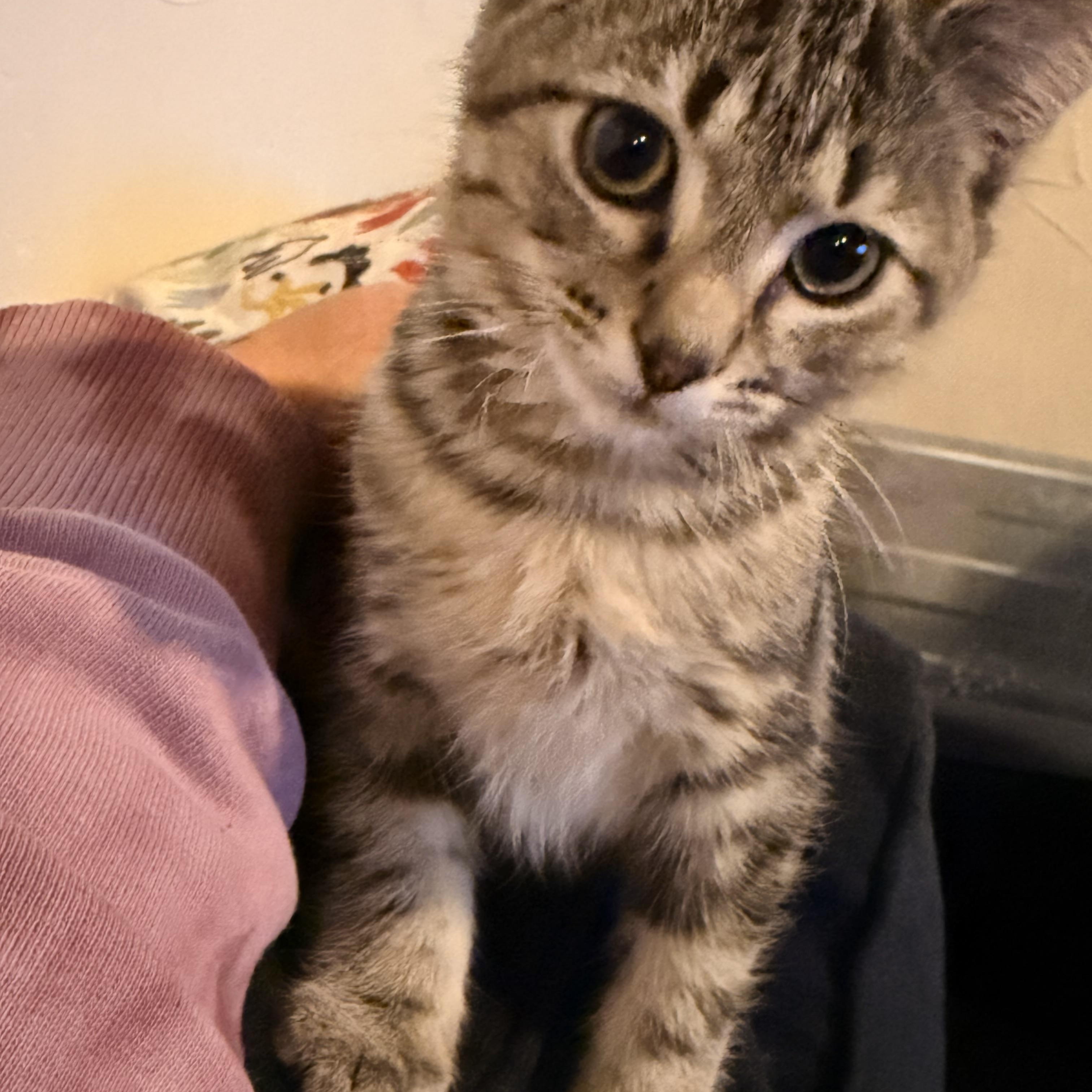 William Lazalde, a Adoptable Domestic Short Hair in Denver, CO image 1/5