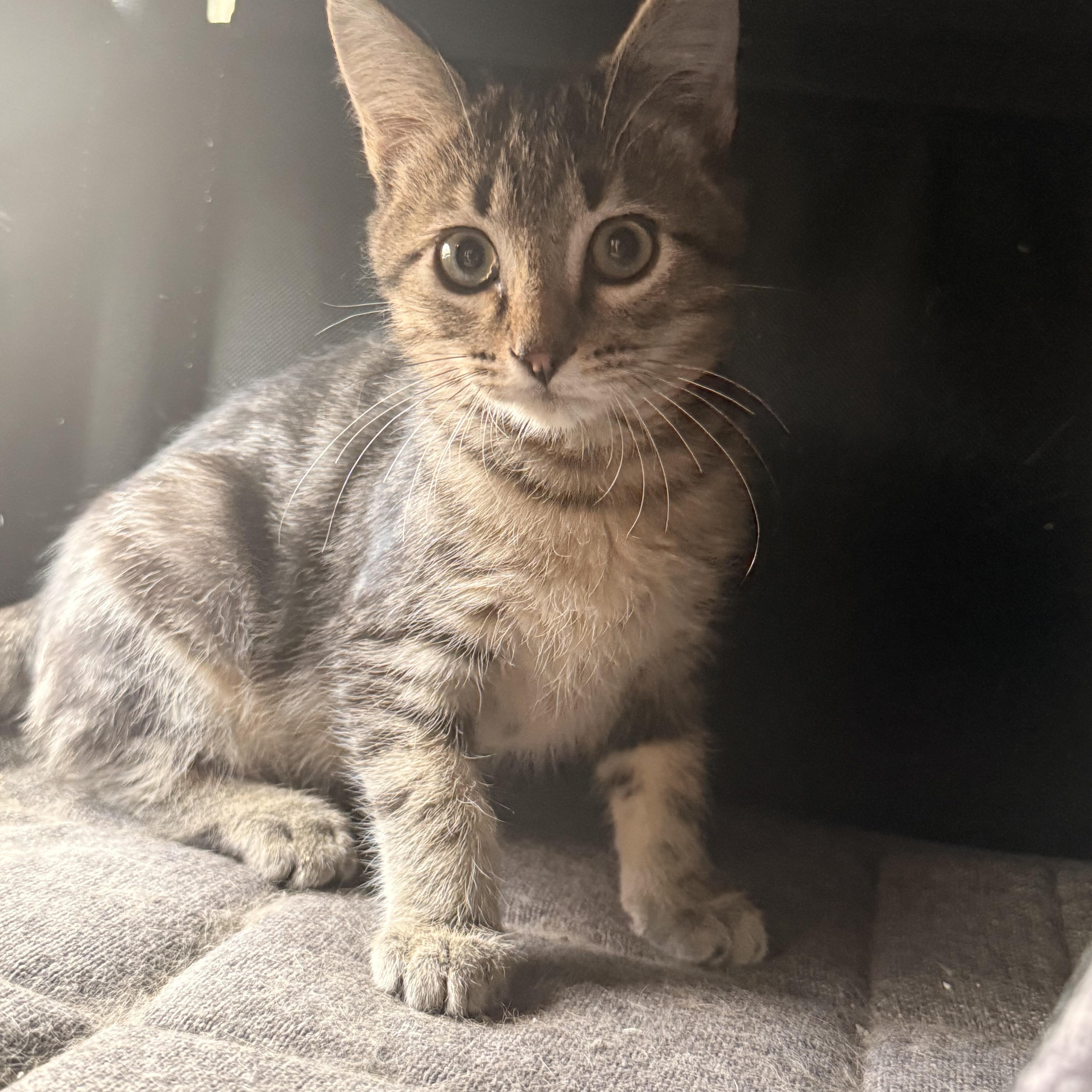 William Lazalde, a Adoptable Domestic Short Hair in Denver, CO image 2/5