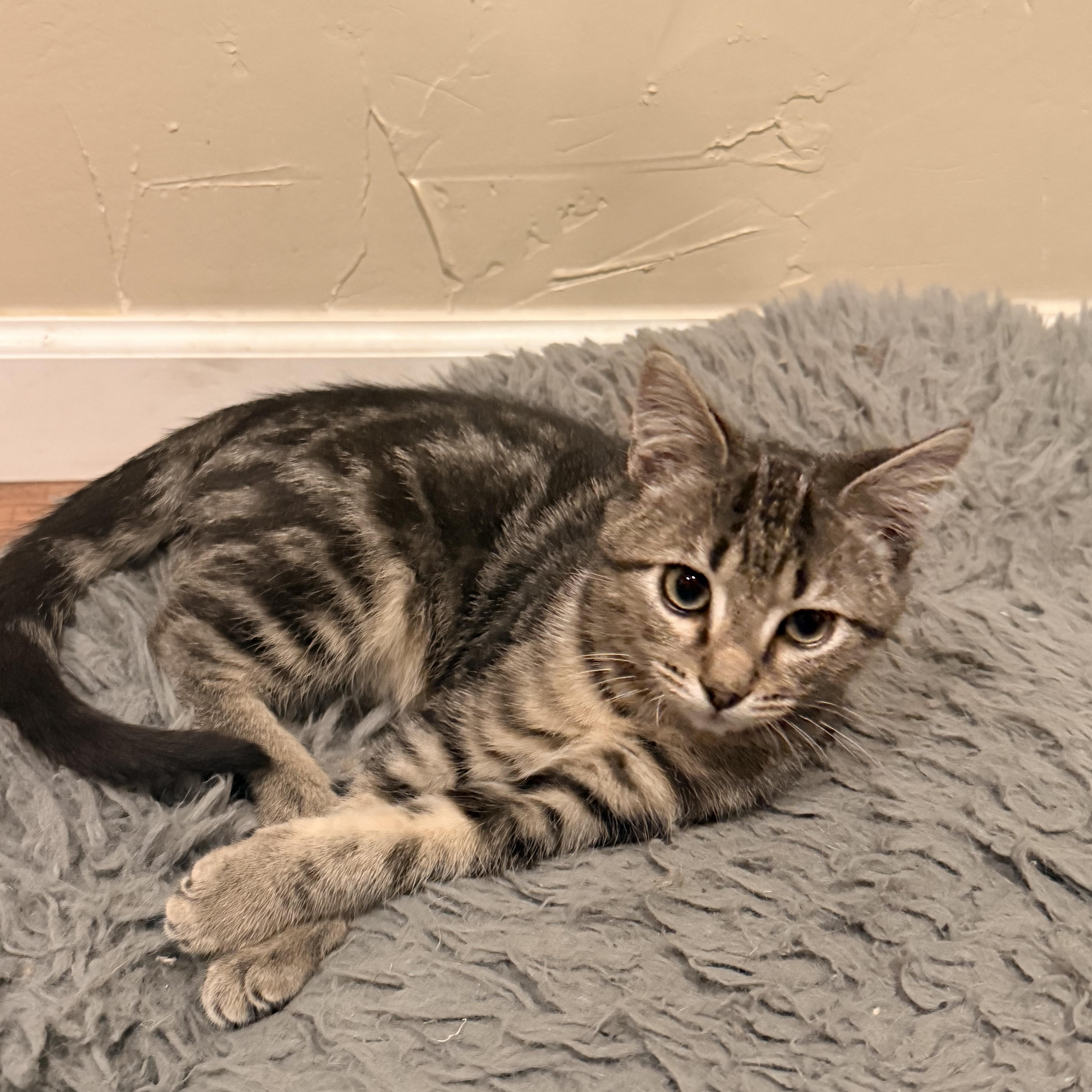 William Lazalde, a Adoptable Domestic Short Hair in Denver, CO image 3/5