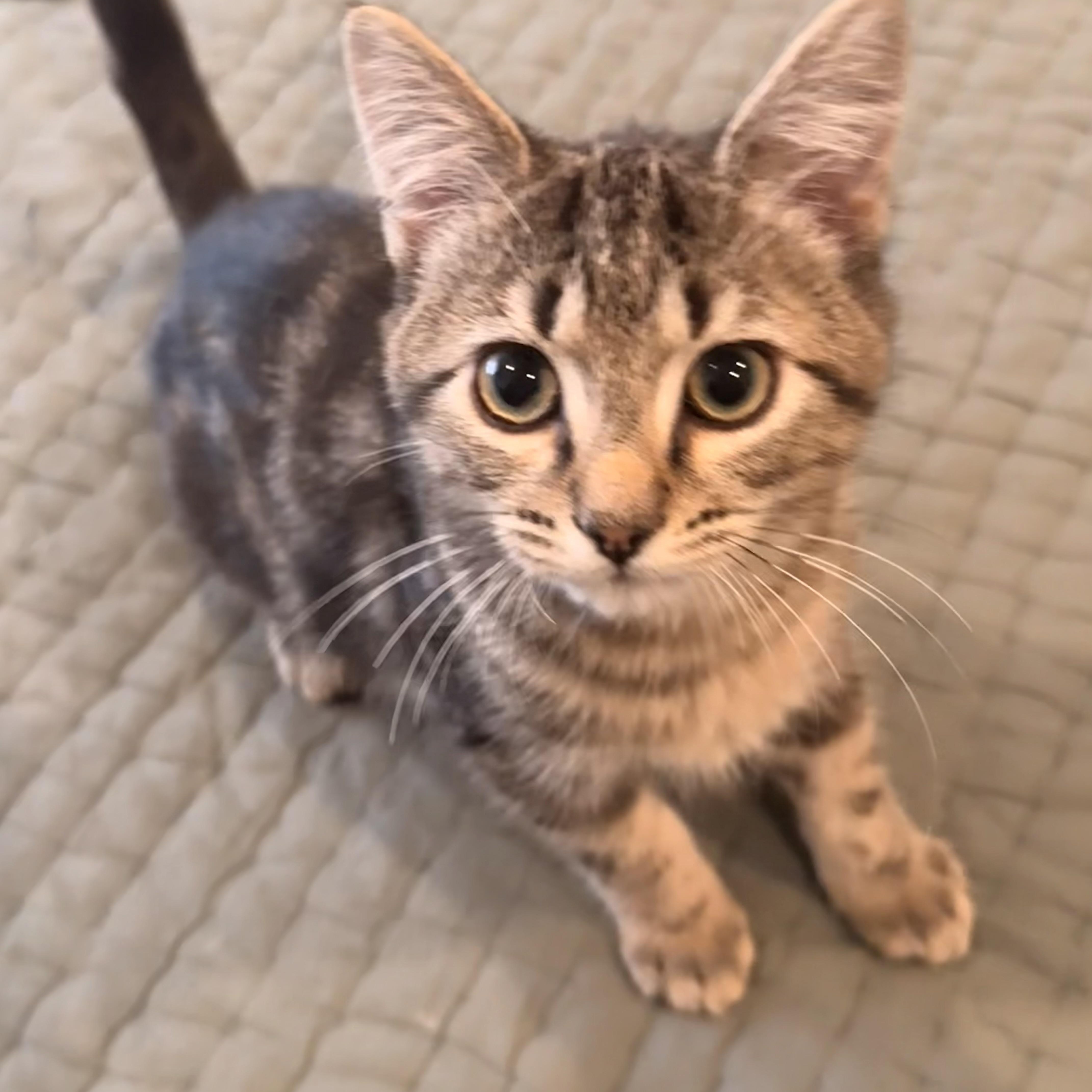 William Lazalde, a Adoptable Domestic Short Hair in Denver, CO image 4/5