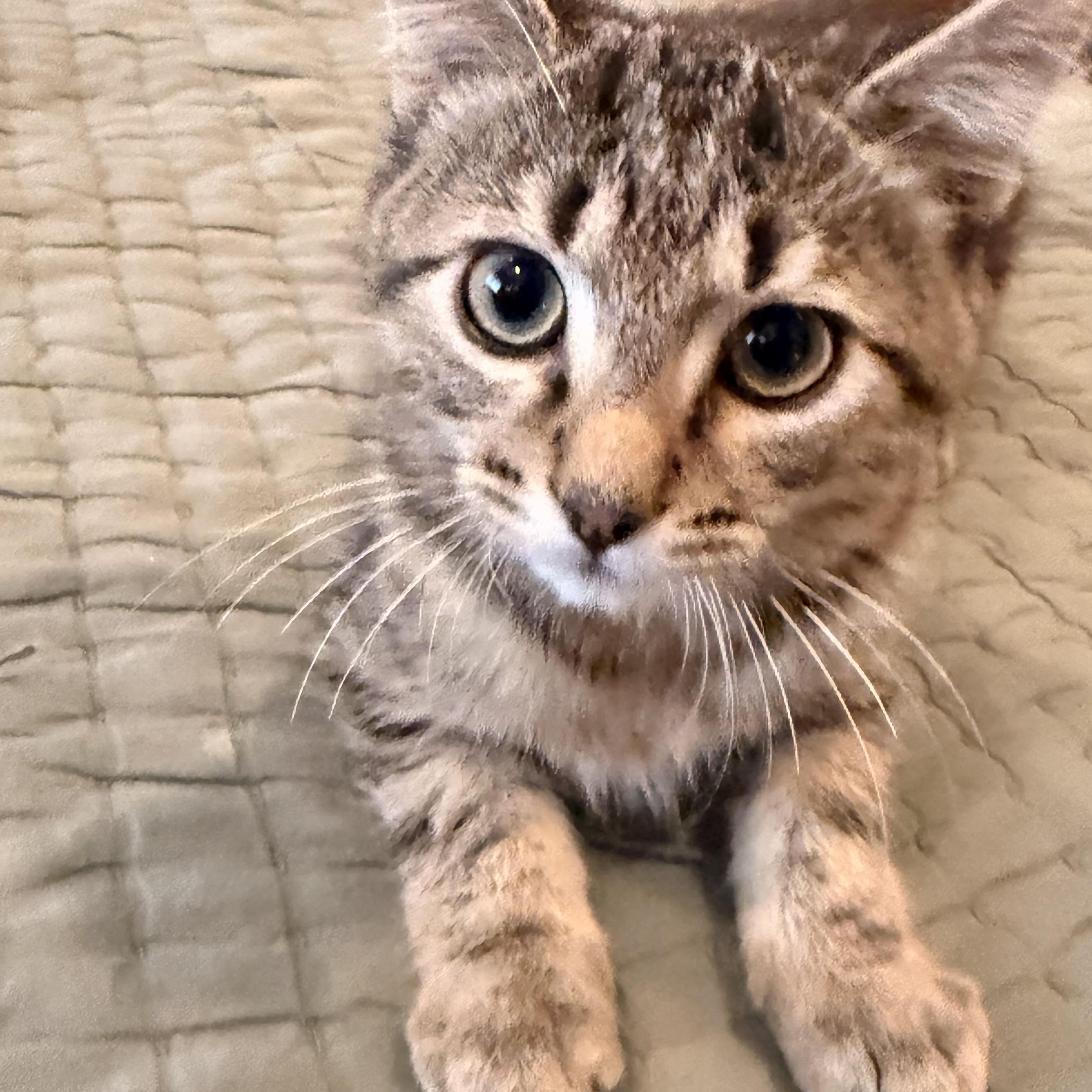 William Lazalde, a Adoptable Domestic Short Hair in Denver, CO image 5/5